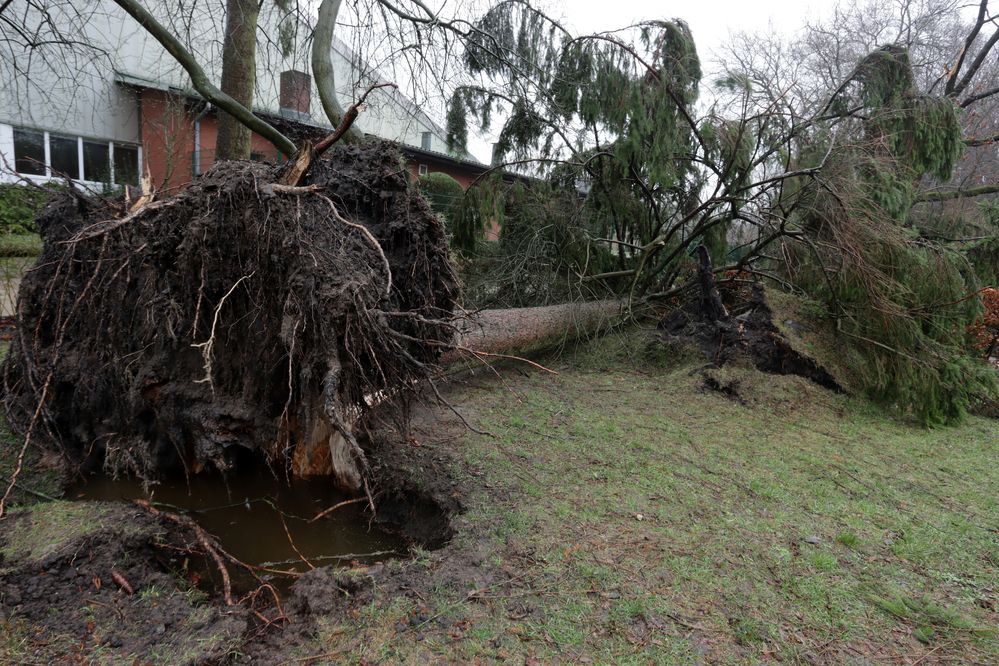 Tree uprooted in a Macon storm — root ball exposed next to a house